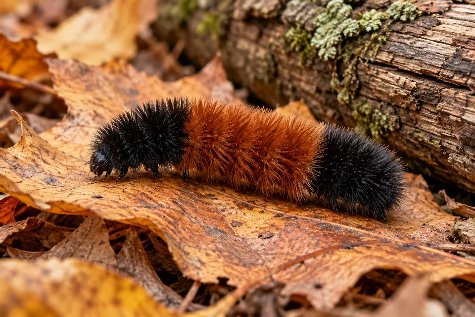 A black-ended, rusty-brown woolly bear caterpillar on an autumn leaf beside a fallen log
