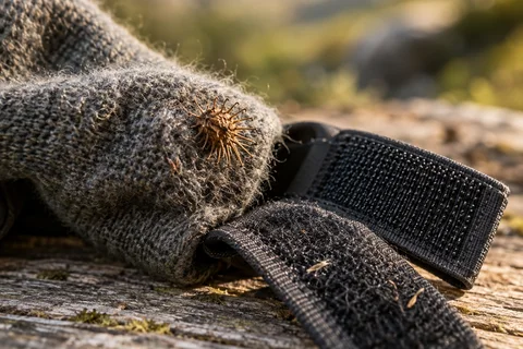 A hooked plant burr caught in wool beside an open hook-and-loop fastening strap