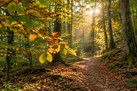 Sunlight through autumn leaves on a woodland path