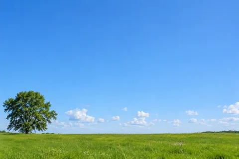 A wide blue daytime sky above a green meadow and one leafy tree
