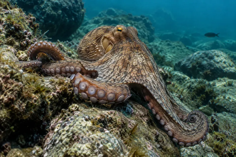 An octopus resting among underwater rocks