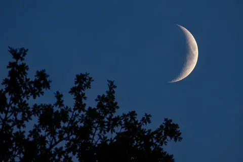 A crescent Moon above silhouetted branches
