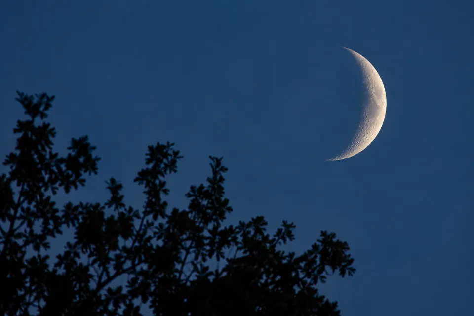 A crescent Moon above silhouetted branches